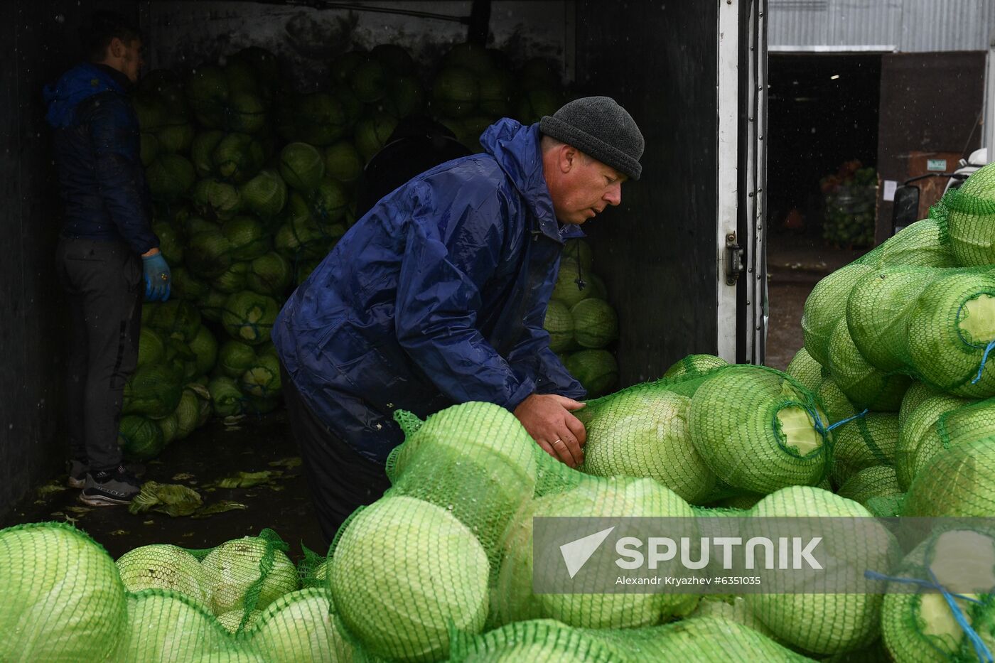 Russia Cabbage Harvesting