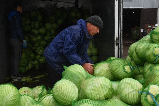 Russia Cabbage Harvesting