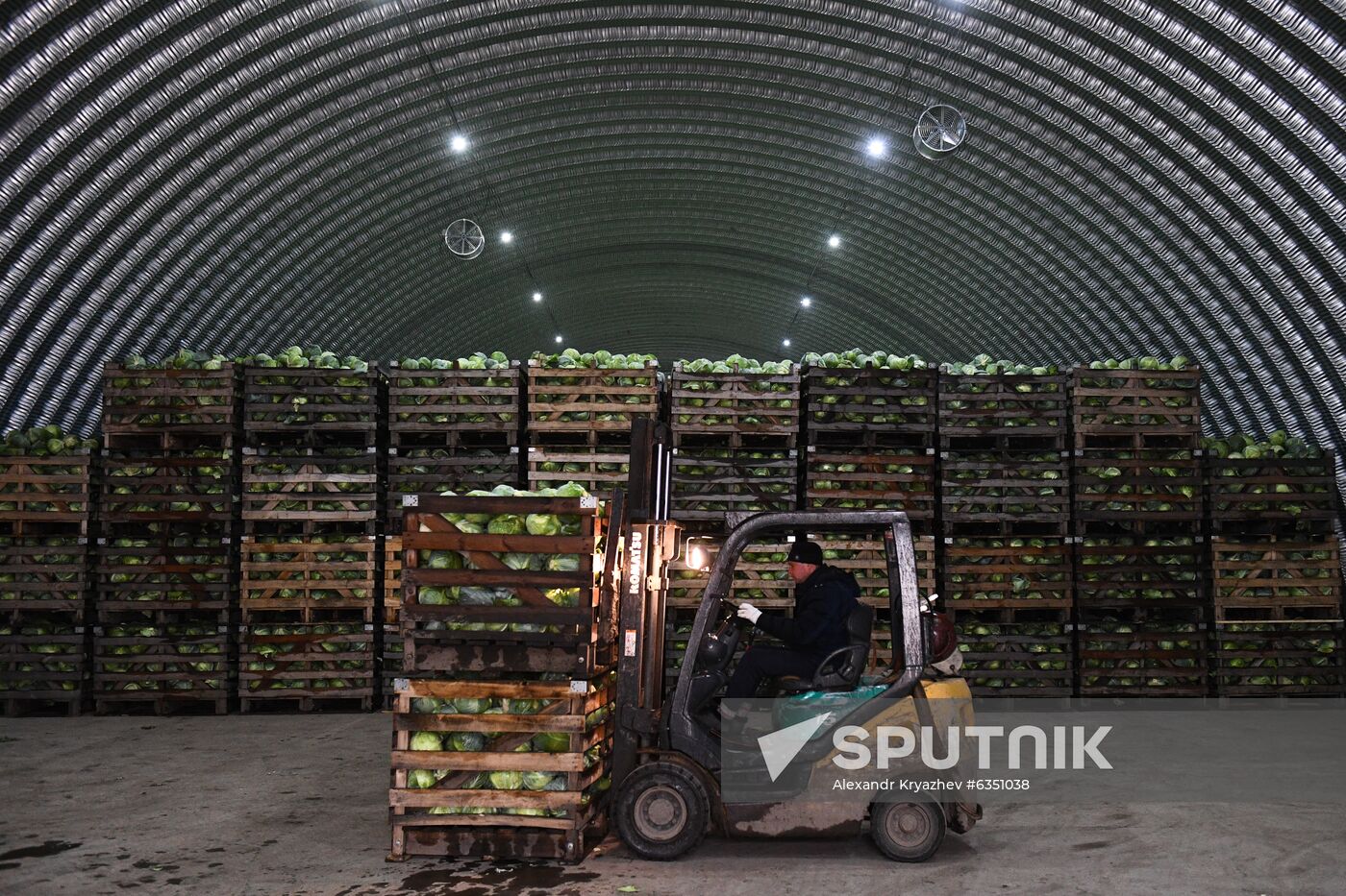 Russia Cabbage Harvesting