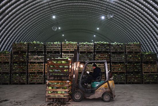 Russia Cabbage Harvesting