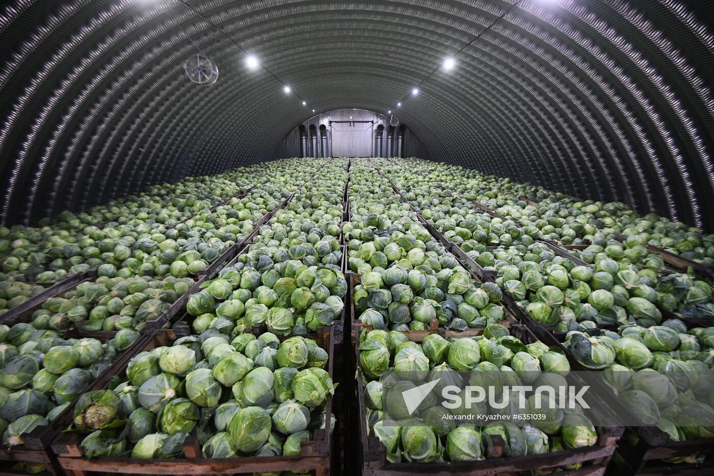 Russia Cabbage Harvesting
