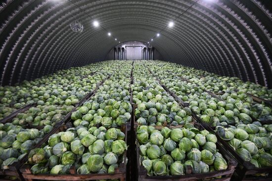 Russia Cabbage Harvesting