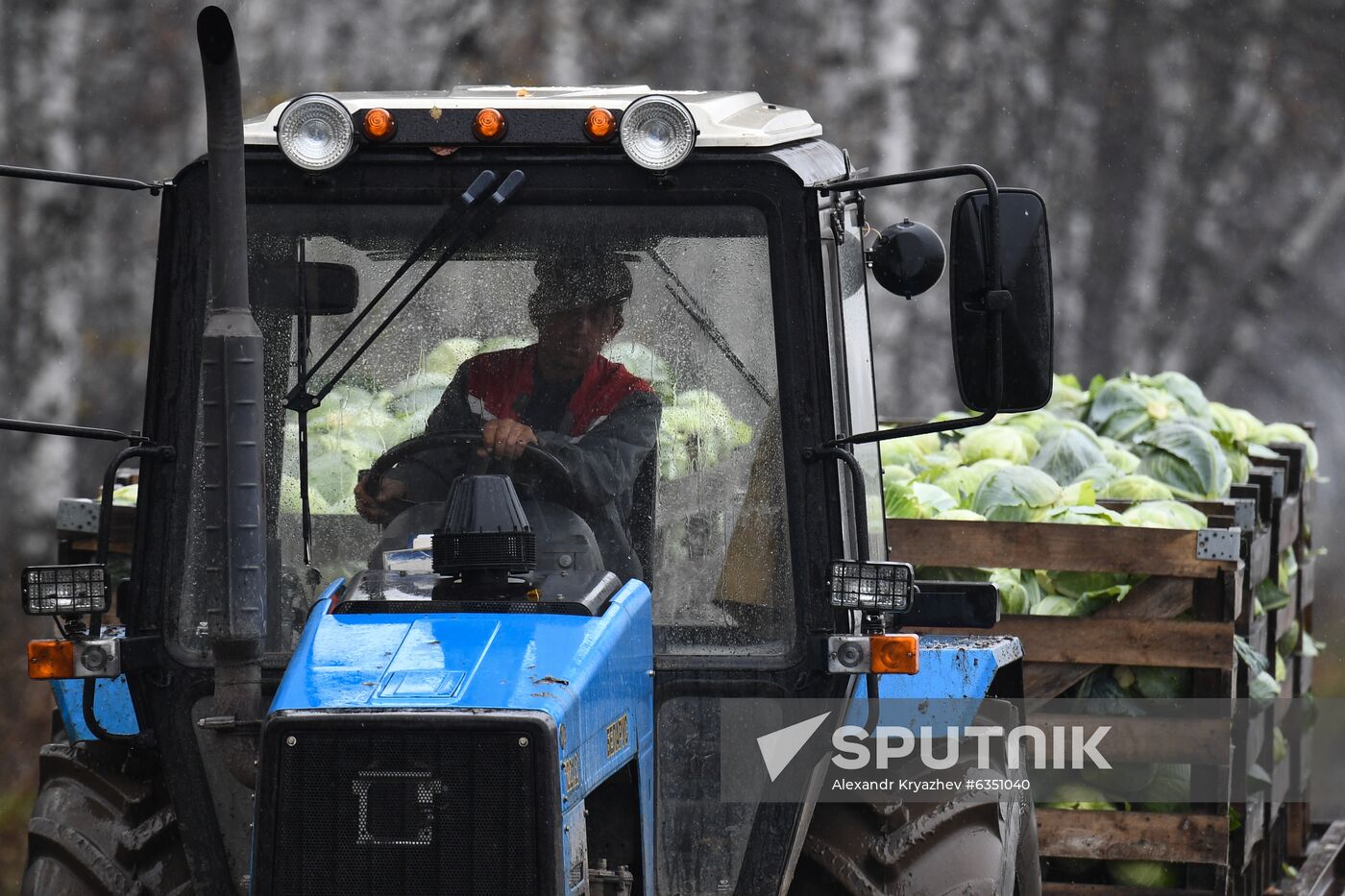Russia Cabbage Harvesting