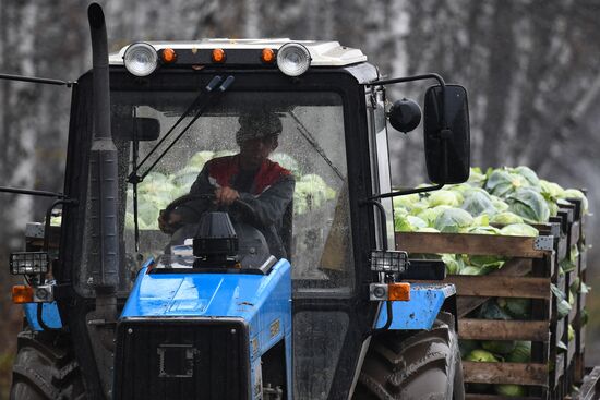 Russia Cabbage Harvesting