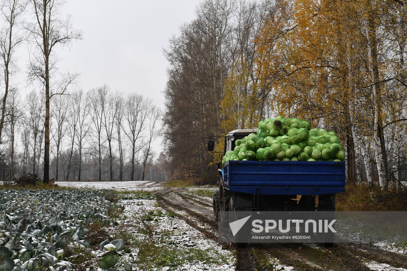 Russia Cabbage Harvesting