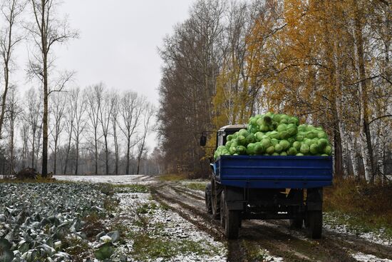 Russia Cabbage Harvesting