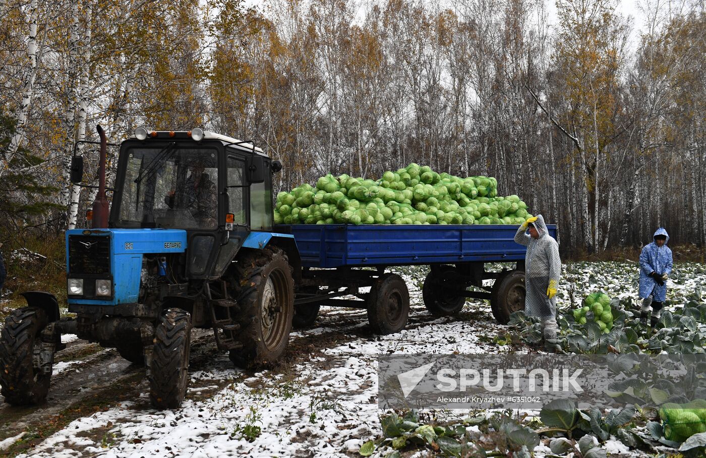 Russia Cabbage Harvesting
