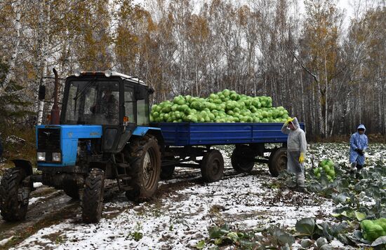 Russia Cabbage Harvesting