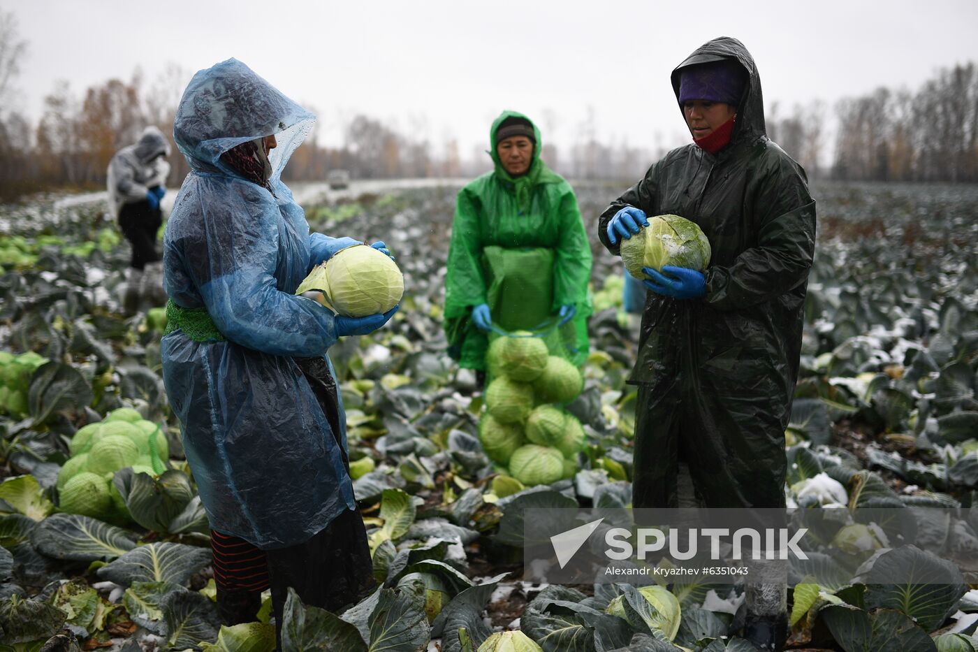 Russia Cabbage Harvesting