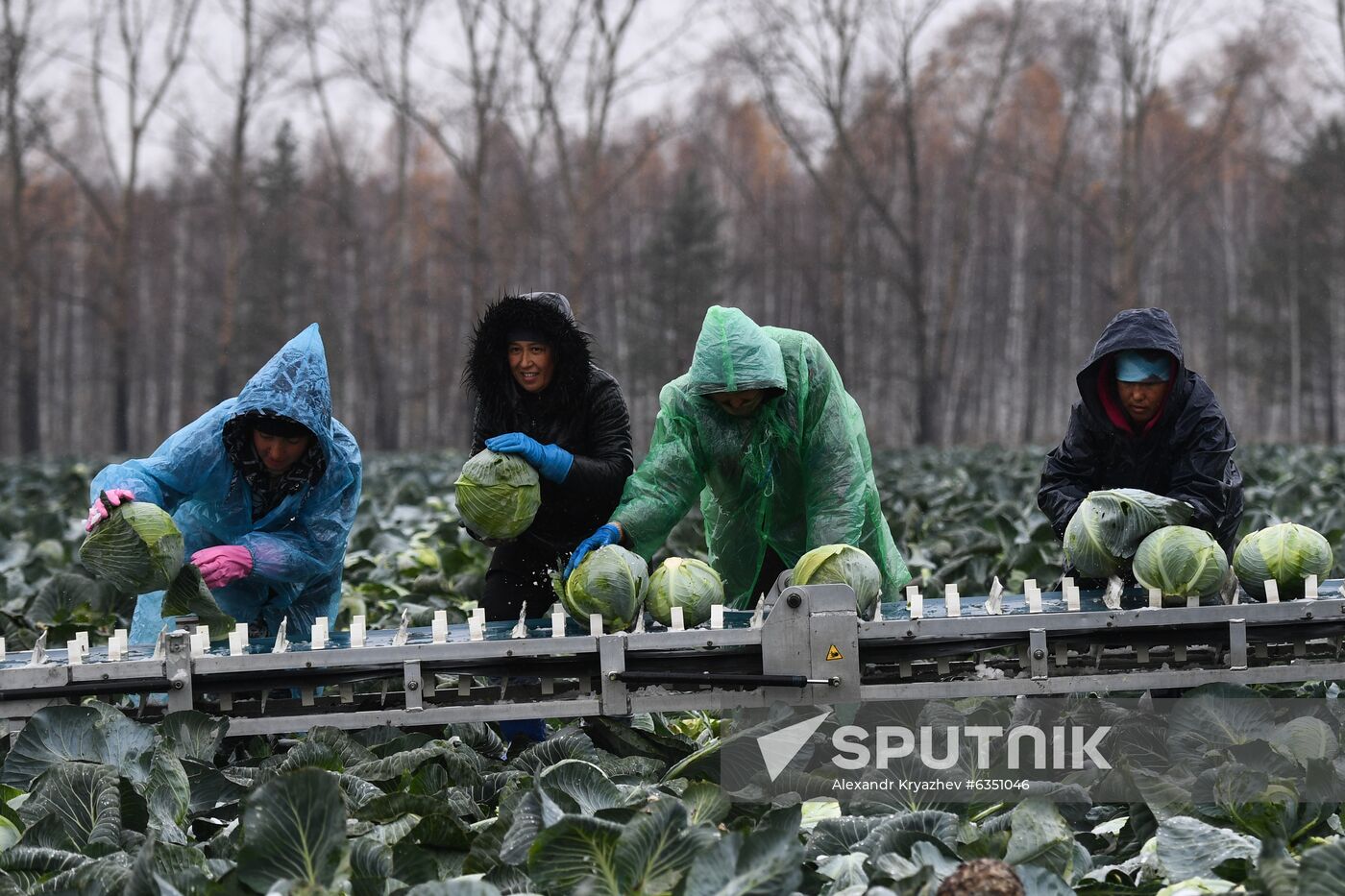 Russia Cabbage Harvesting