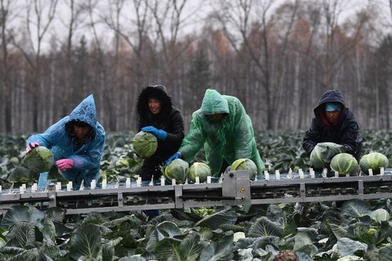 Russia Cabbage Harvesting
