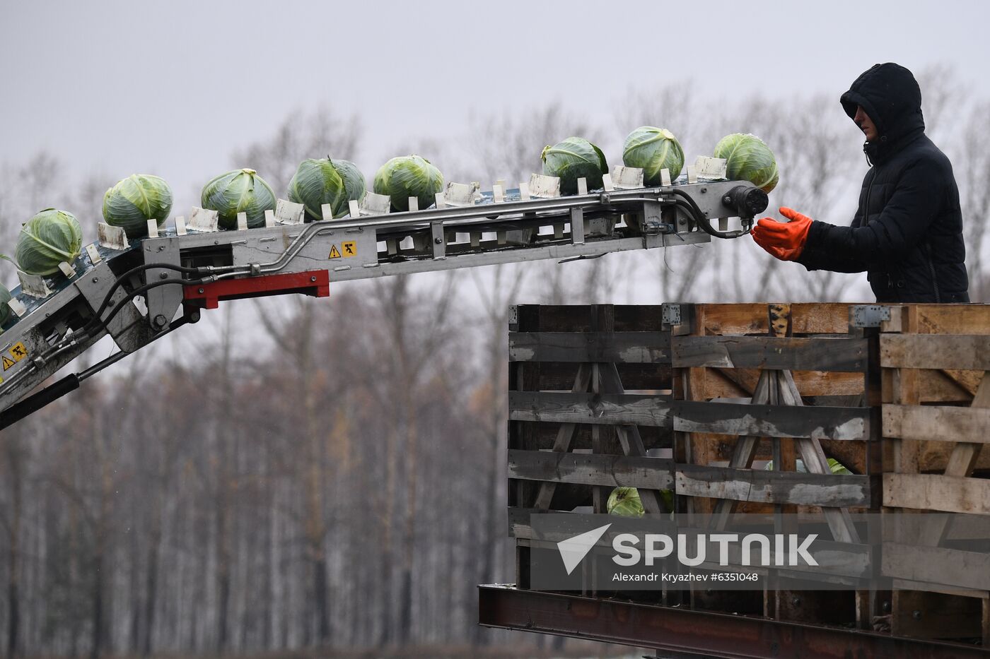 Russia Cabbage Harvesting