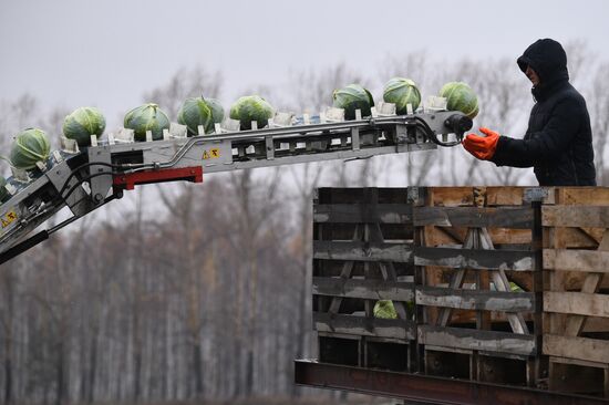 Russia Cabbage Harvesting