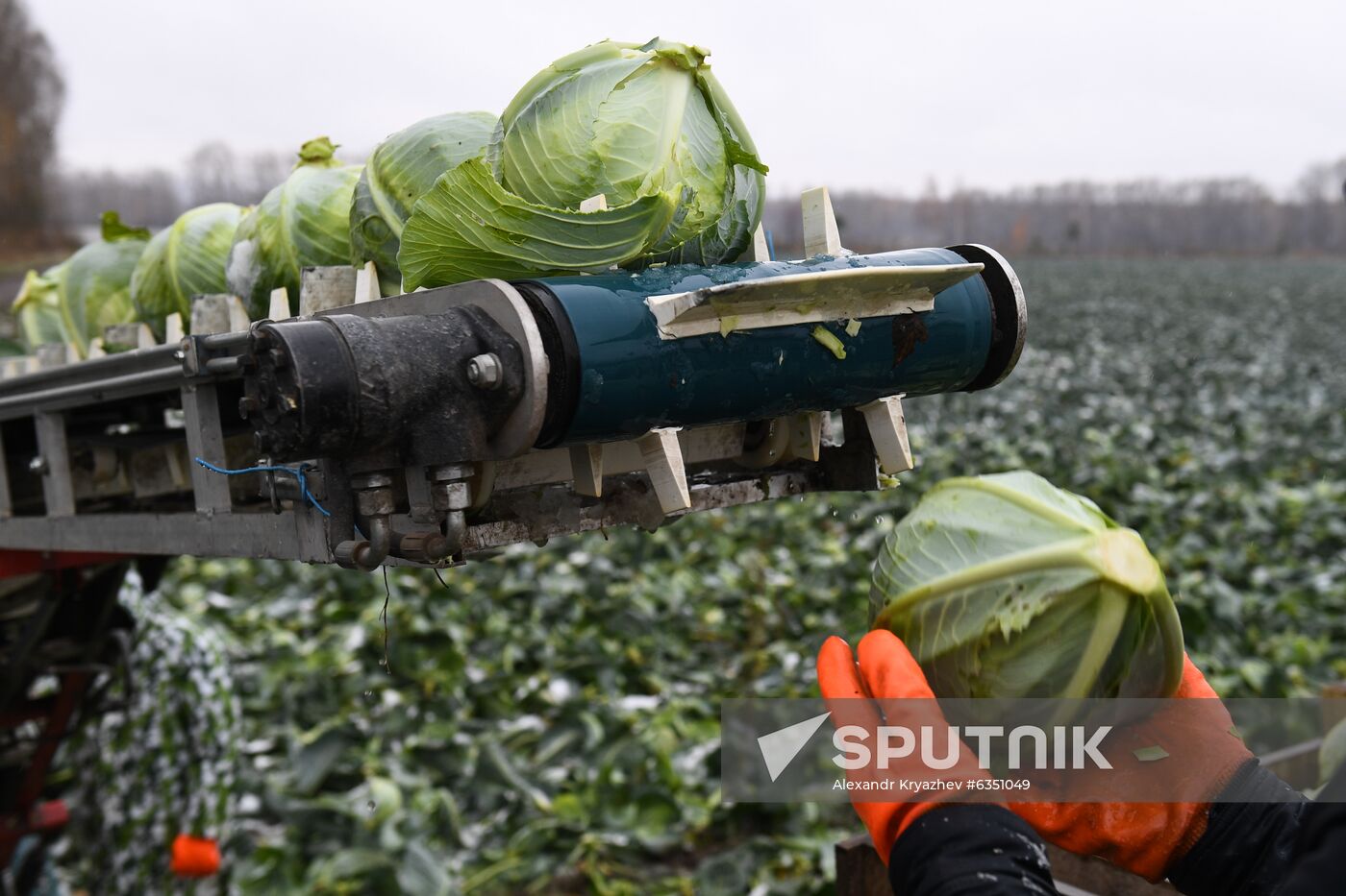 Russia Cabbage Harvesting
