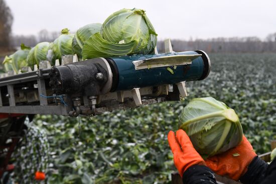 Russia Cabbage Harvesting