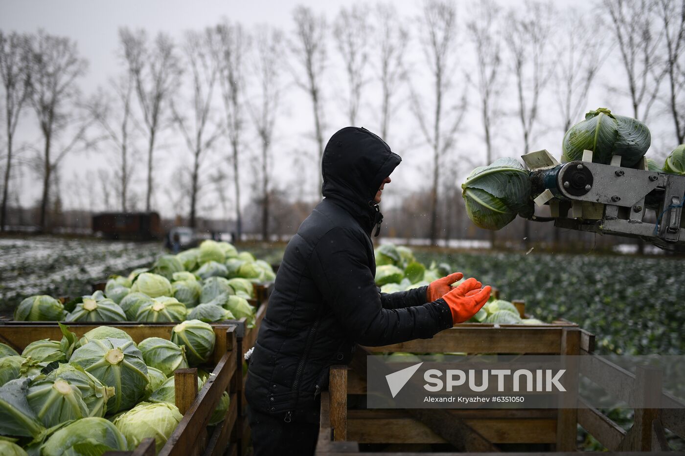 Russia Cabbage Harvesting