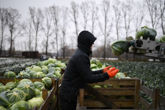 Russia Cabbage Harvesting