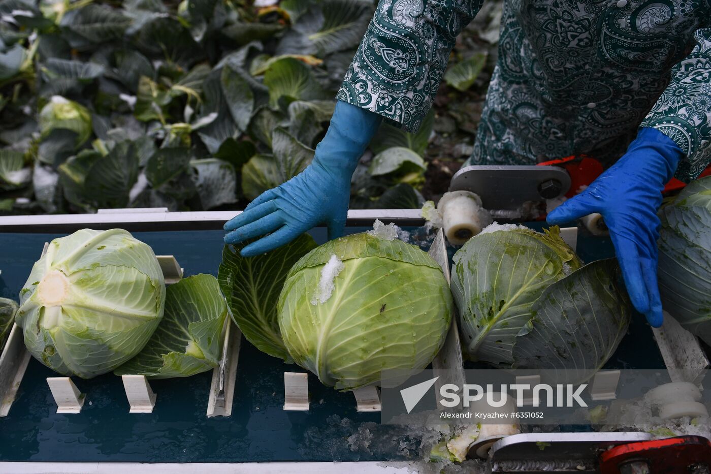 Russia Cabbage Harvesting