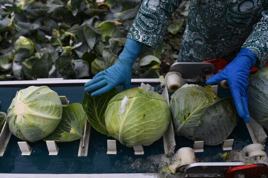 Russia Cabbage Harvesting