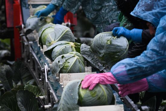 Russia Cabbage Harvesting