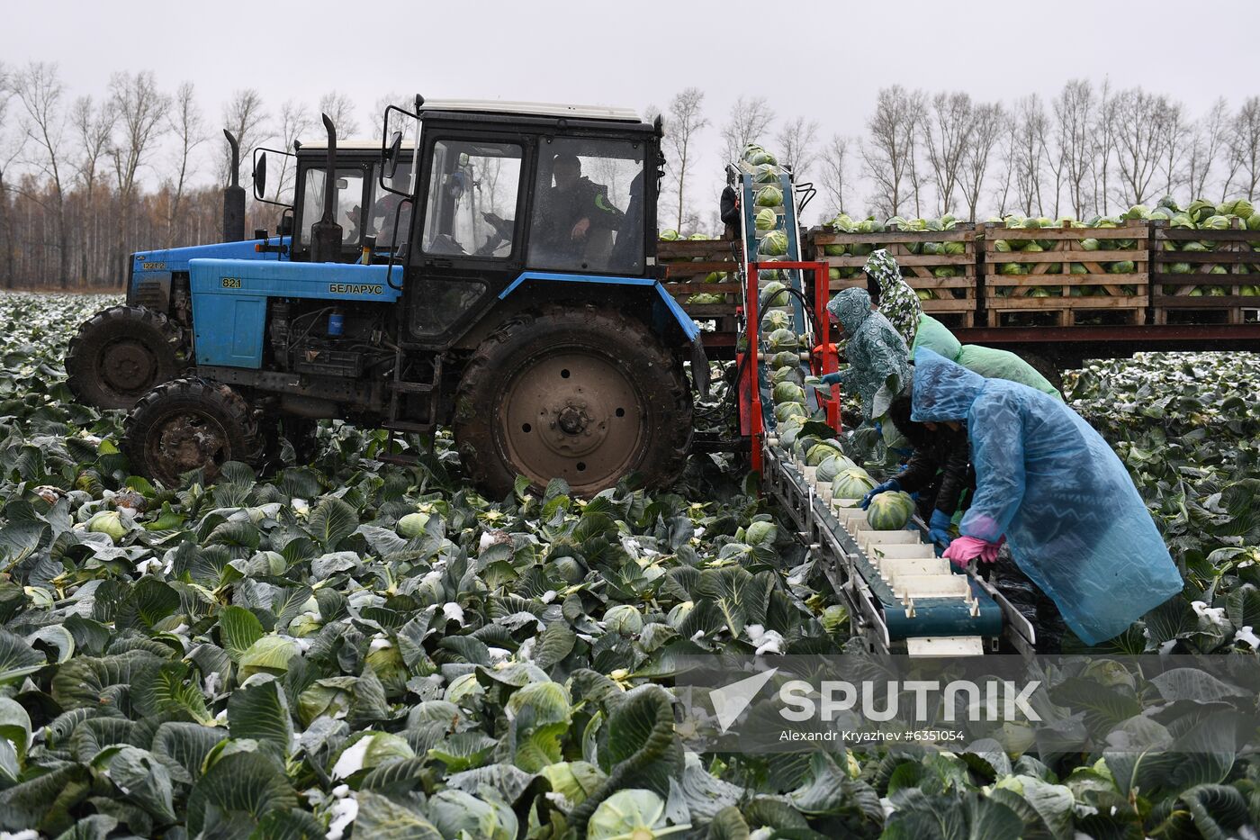 Russia Cabbage Harvesting
