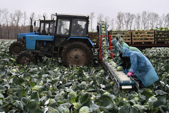 Russia Cabbage Harvesting