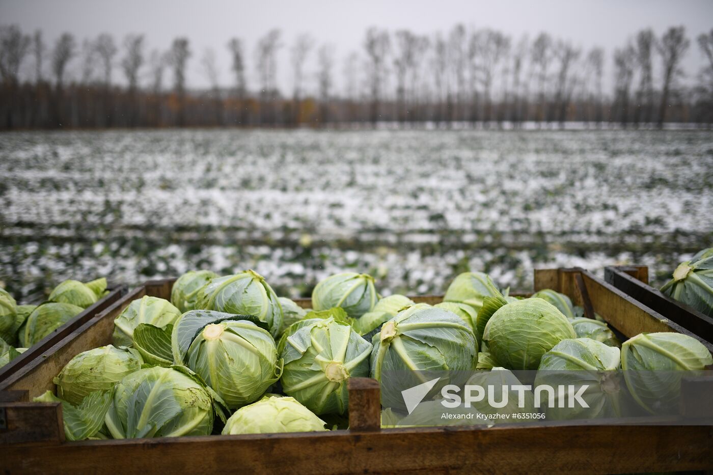 Russia Cabbage Harvesting