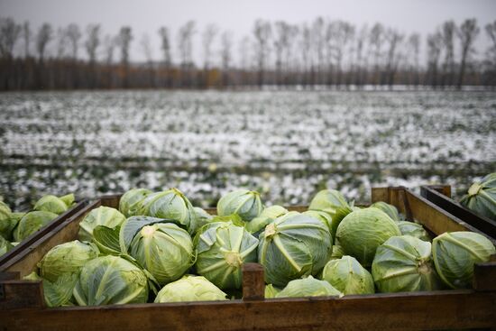 Russia Cabbage Harvesting