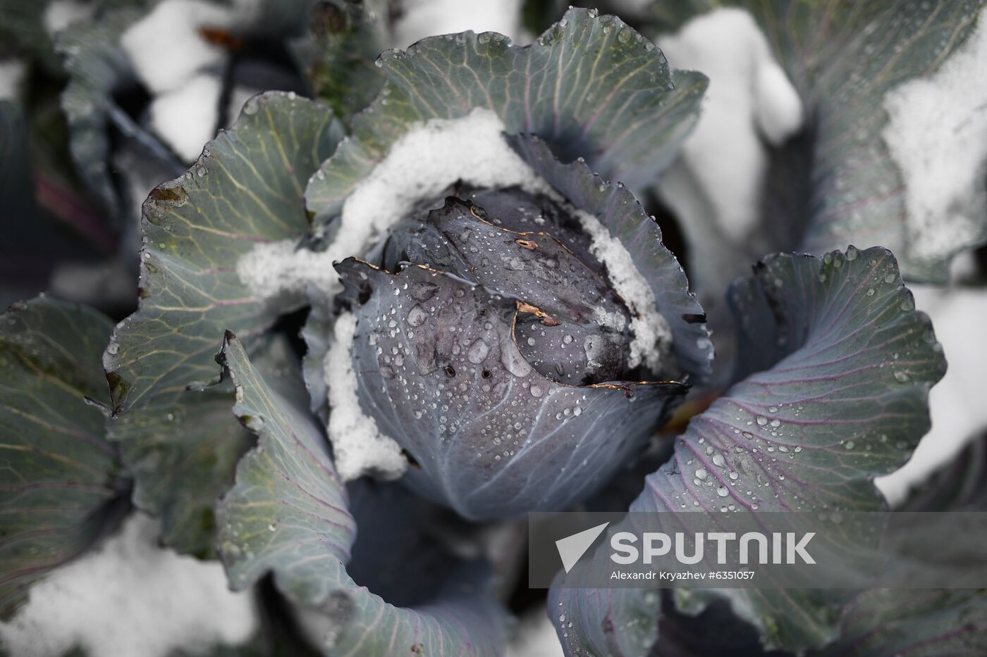 Russia Cabbage Harvesting