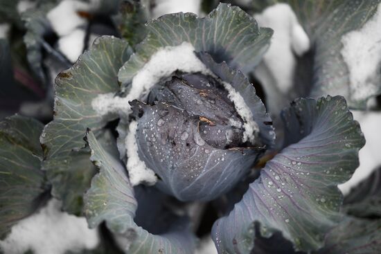 Russia Cabbage Harvesting