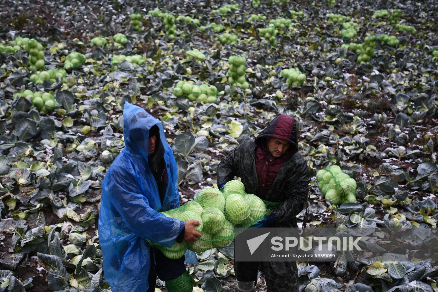 Russia Cabbage Harvesting
