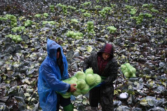 Russia Cabbage Harvesting