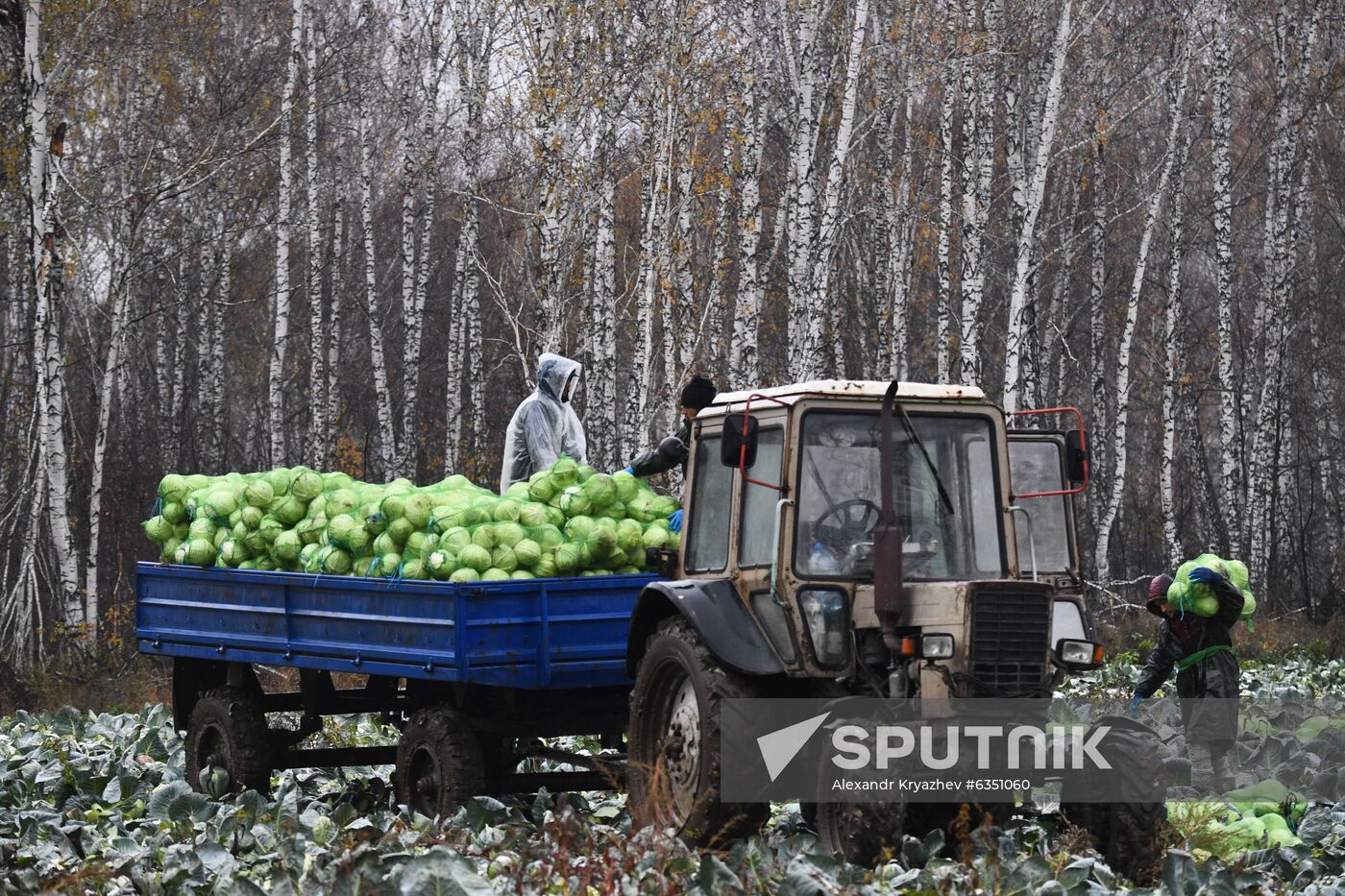Russia Cabbage Harvesting
