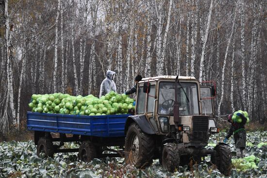 Russia Cabbage Harvesting