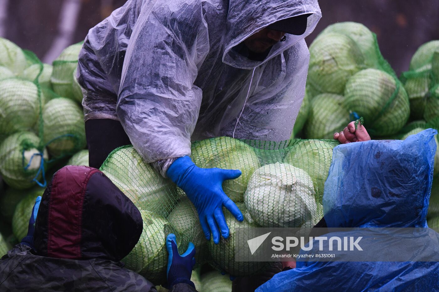 Russia Cabbage Harvesting