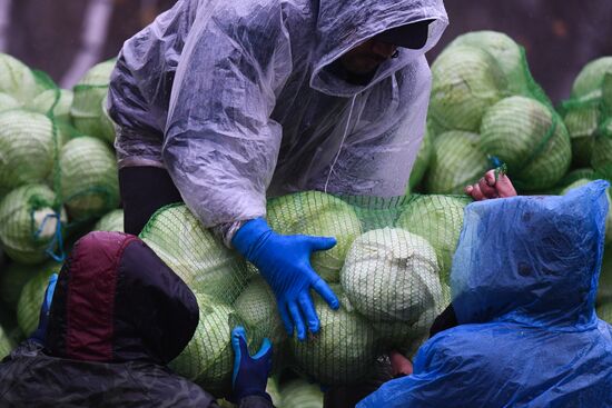 Russia Cabbage Harvesting