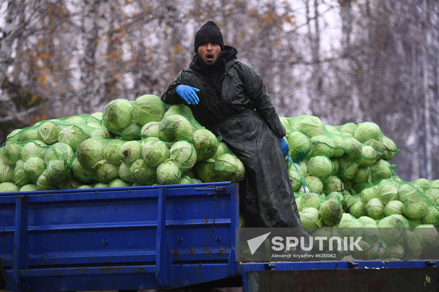 Russia Cabbage Harvesting