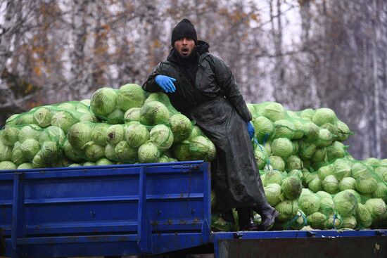 Russia Cabbage Harvesting