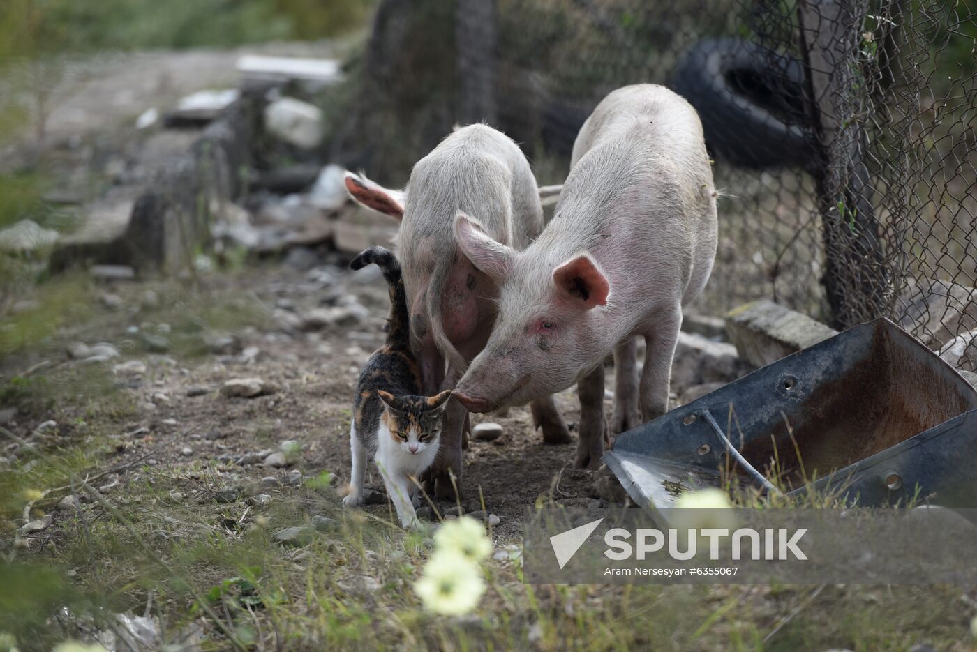 Azerbaijan Armenia Escalation