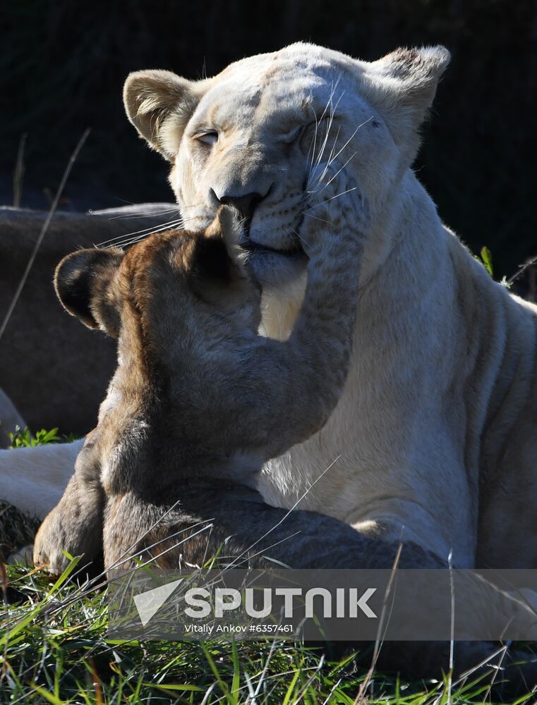 Russia Zoo