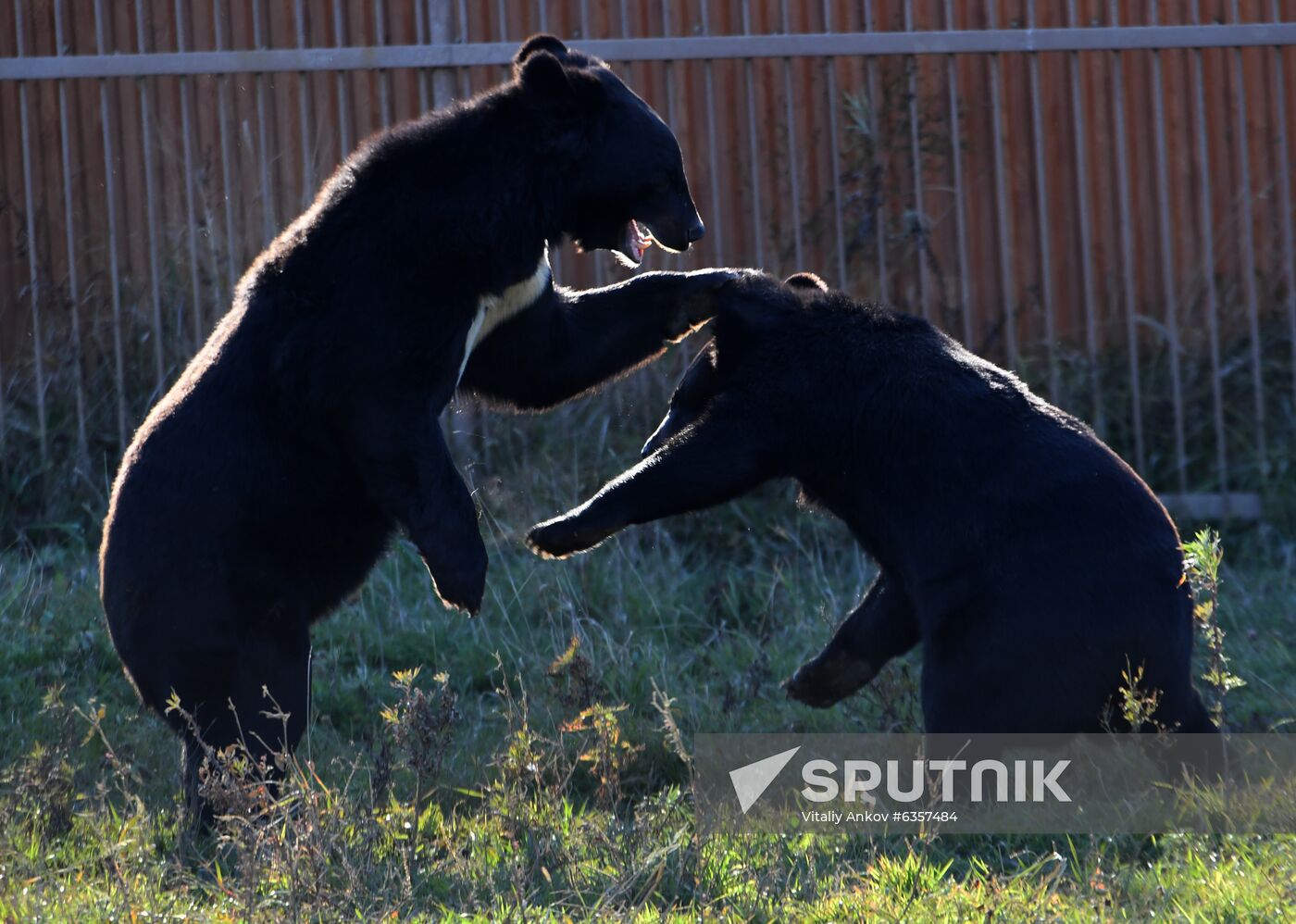 Russia Zoo