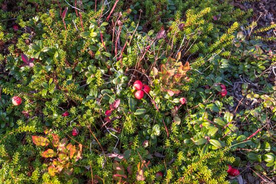 Solovetsky Historical-Architectural Museum-Reserve