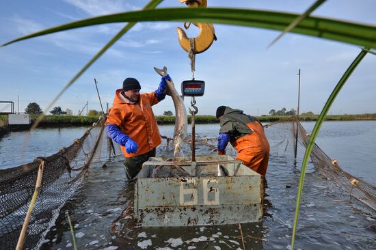 Belarus Fish Farm