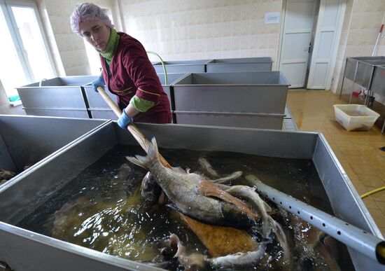 Belarus Fish Farm