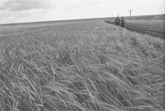 Lvovsky Collective Farm on previously uncultivated land
