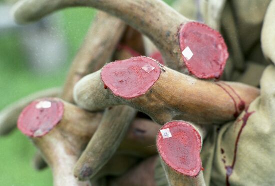 Freshly cut antlers of Altai wapiti