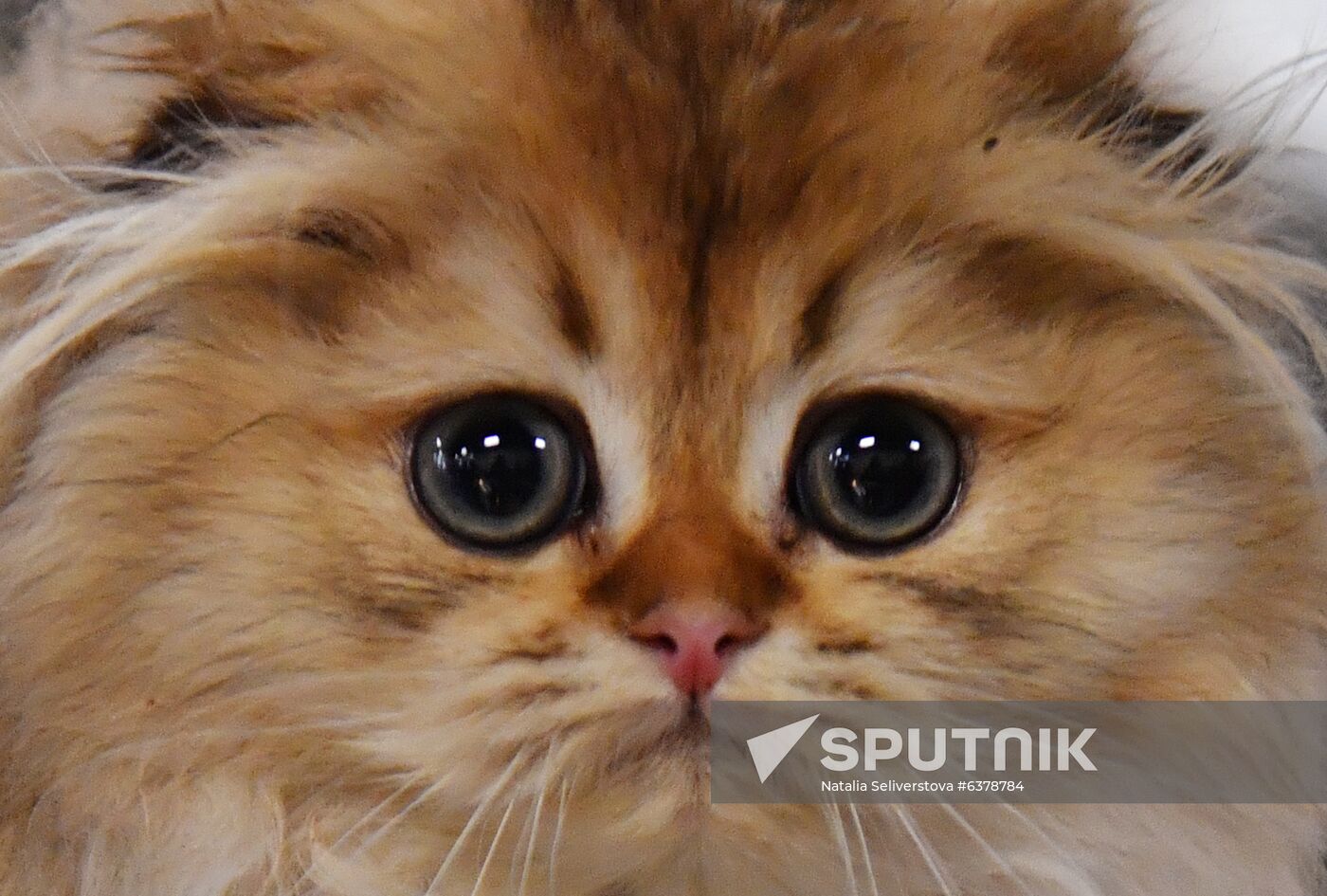 Russia Cats Show