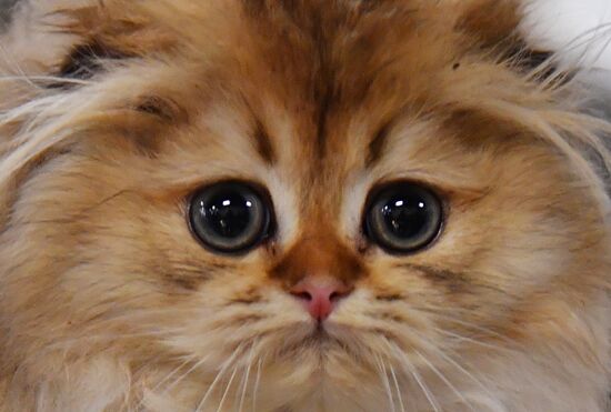 Russia Cats Show