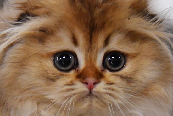 Russia Cats Show