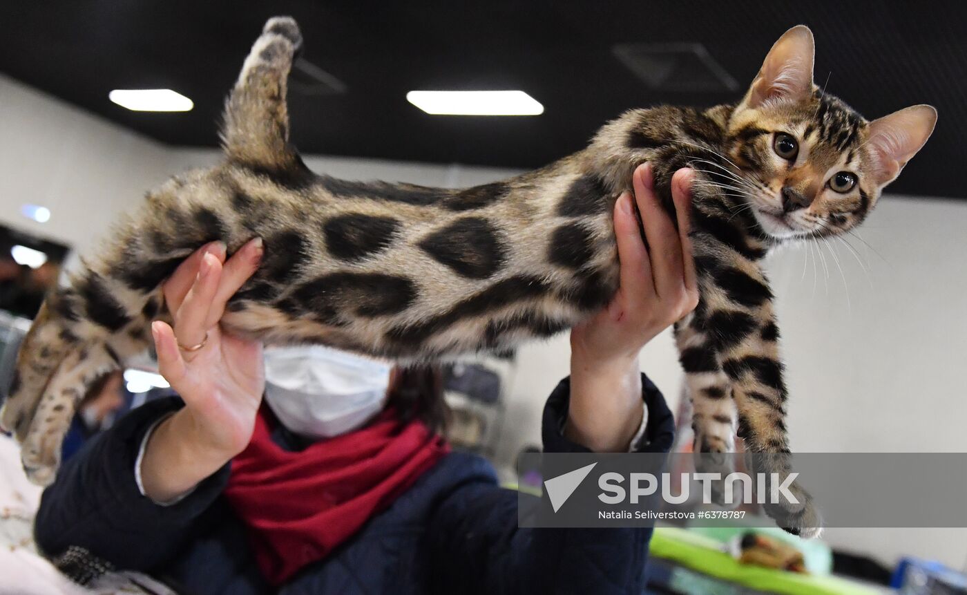 Russia Cats Show